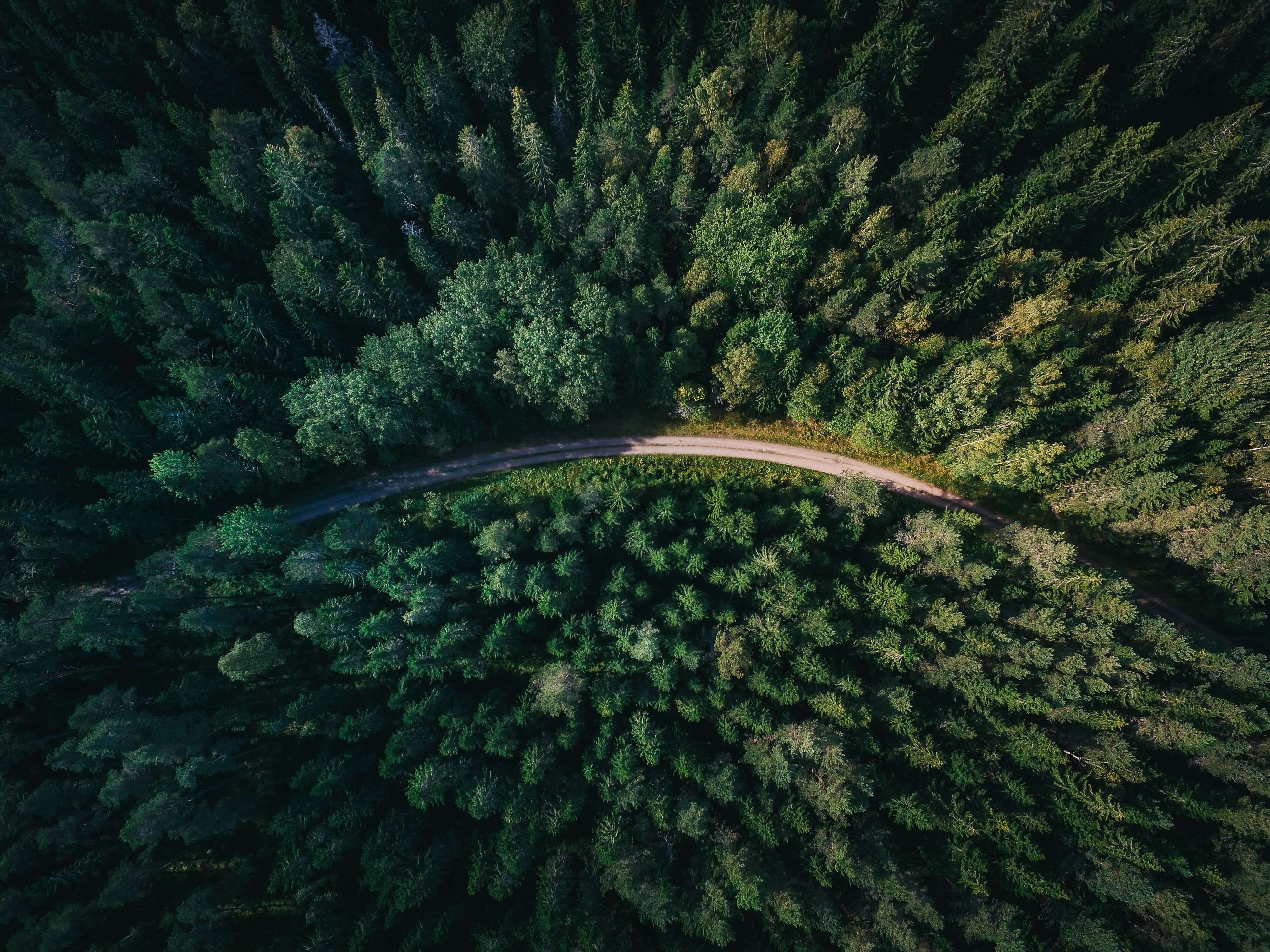 Aerial view of a forest with a road winding through the middle