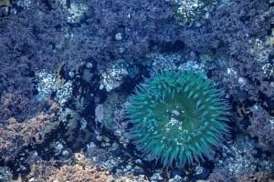 Sea Anemone
