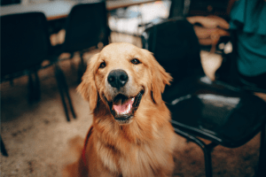 Therapy dog